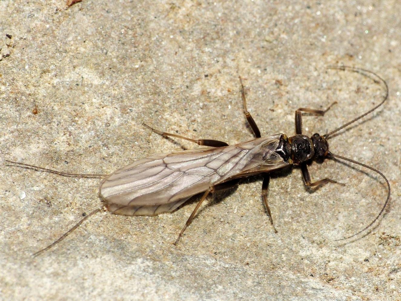 Plecottero invernale - Capnia sp. di Tolfa (RM)